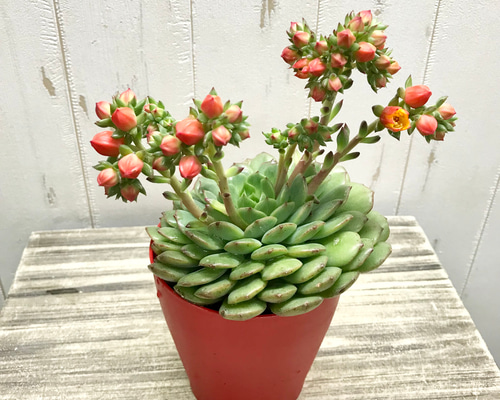 開花中♡ 多肉植物 サボテン エケベリア オレンジ花品種 4号鉢 その他