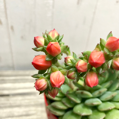 多肉植物の花 ピンクオレンジ 1485648147298_thum_14856481466