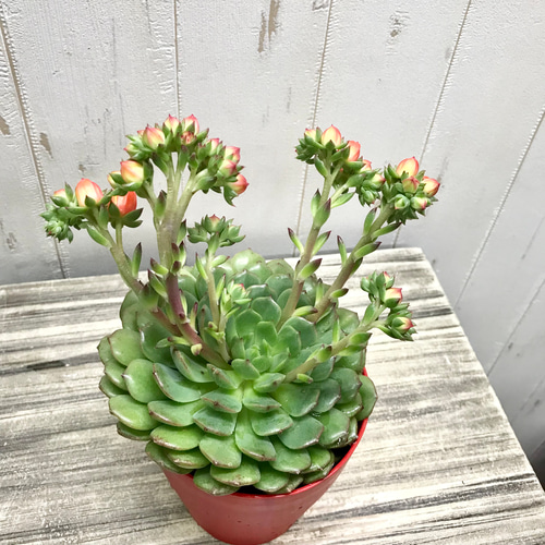開花中♡ 多肉植物 サボテン エケベリア オレンジ花品種 4号鉢 開花中♡ 多肉植物 サボテン エケベリア オレンジ花品種 4号鉢