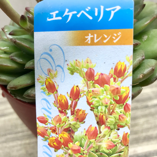 開花中♡ 多肉植物 サボテン エケベリア オレンジ花品種 4号鉢 その他