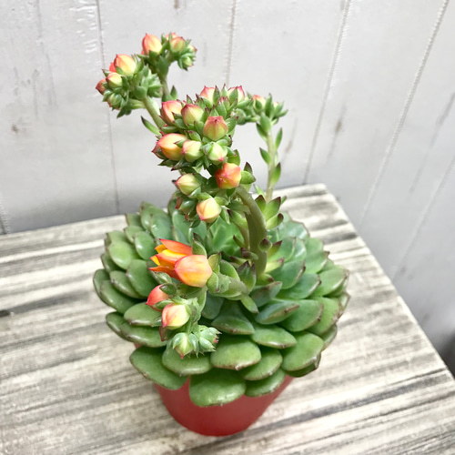 開花中♡ 多肉植物 サボテン エケベリア オレンジ花品種 4号鉢