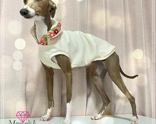 イタグレ用犬服】インド刺繍がおしゃれすぎ♡インド刺繍のターバン風