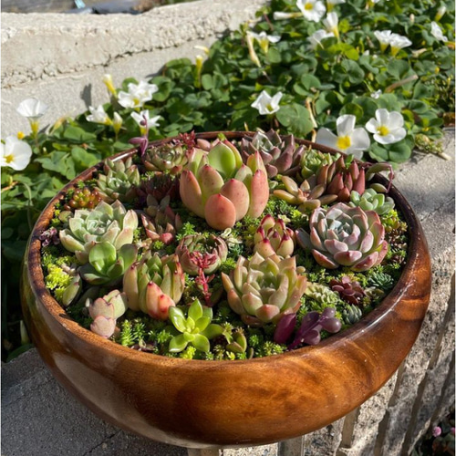 24）サラダボウル多肉植物寄せ植え☆内径約19.5cmそのまま飾れるまるで