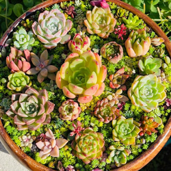 24）サラダボウル多肉植物寄せ植え☆内径約19.5cmそのまま飾れるまるで
