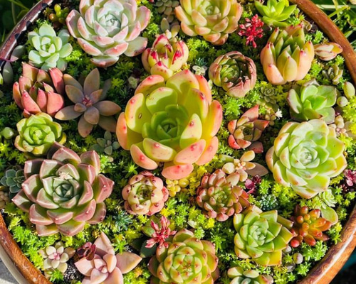 99#多肉植物アエオニウム❤️サラダボール中斑錦❤️1大頭12小頭23cm 鉢土付き 24）サラダボウル多肉植物寄せ植え☆内径約19.5cmそのまま飾れるまるで
