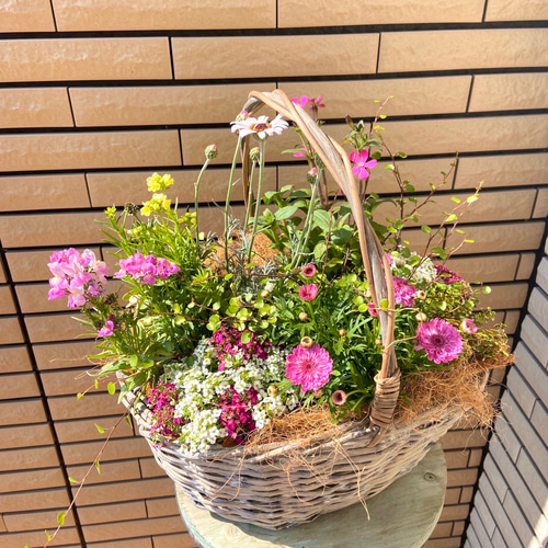 アンティークカラーの葉牡丹あかねを使って、大人可愛い寄せ植え