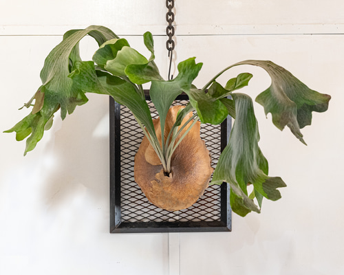 ビカクシダ PLovers 楽天市場】ビカクシダ P.'River flow'×P.'Honey moon' Mix