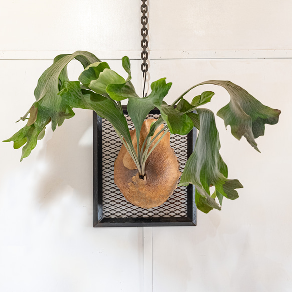 Platycerium iron flame SQUAER [ビカクシダ アイアンフレーム