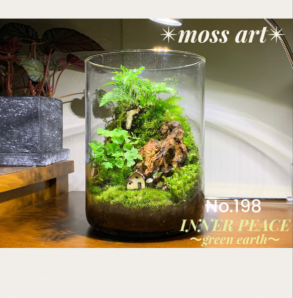 苔テラリウム コレクション No.1 苔テラリウムNO.5 LEDライト付