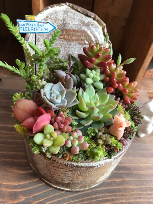 再々…販【春が来た＊】多肉植物の寄せ植え リメ缶＊錆び風