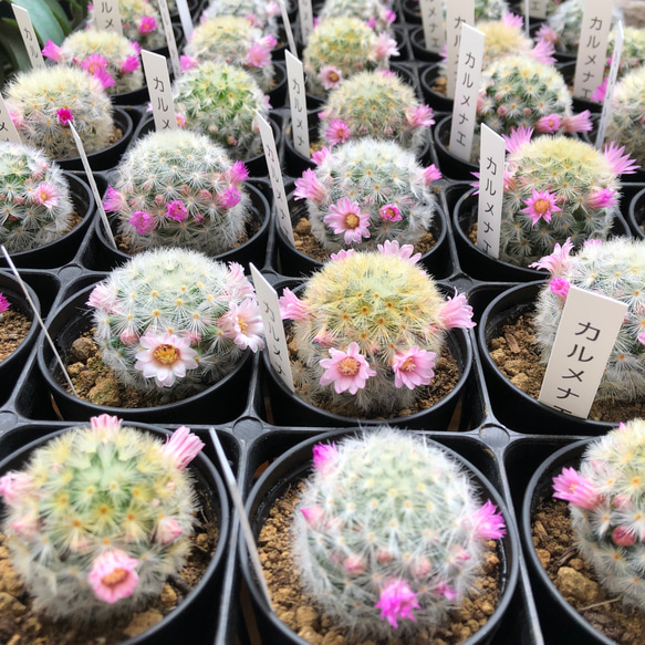 カルメナエ♡フワフワ♡花つき♡サボテン♡インテリア 8枚目の画像