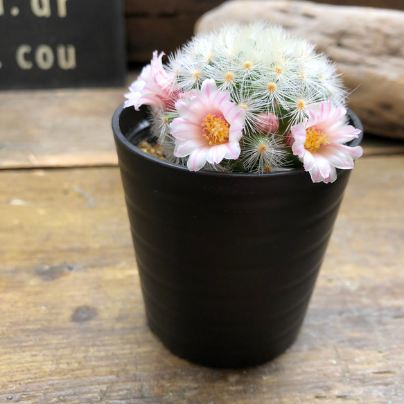 カルメナエ♡フワフワ♡花つき♡サボテン♡インテリア 16枚目の画像