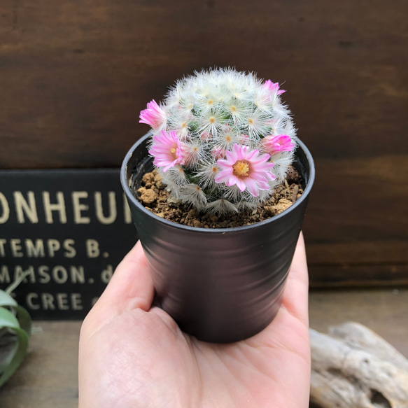 カルメナエ♡フワフワ♡花つき♡サボテン♡インテリア 2枚目の画像