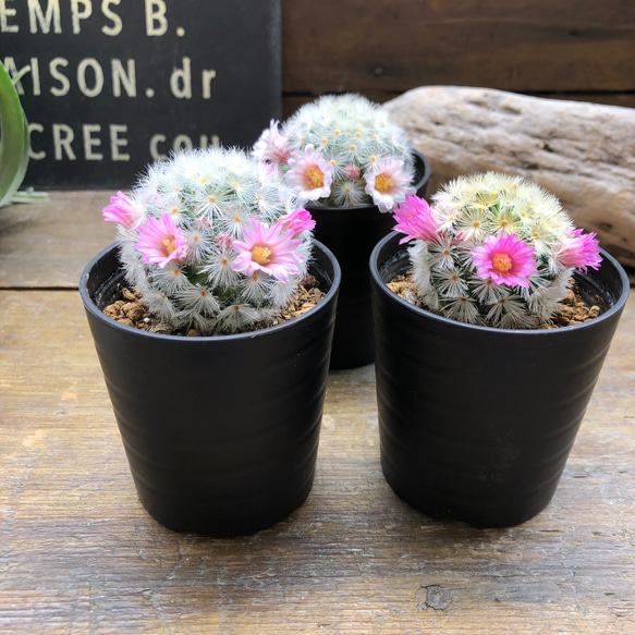 カルメナエ♡フワフワ♡花つき♡サボテン♡インテリア 20枚目の画像