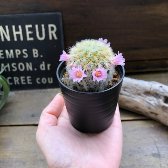 カルメナエ♡フワフワ♡花つき♡サボテン♡インテリア 13枚目の画像