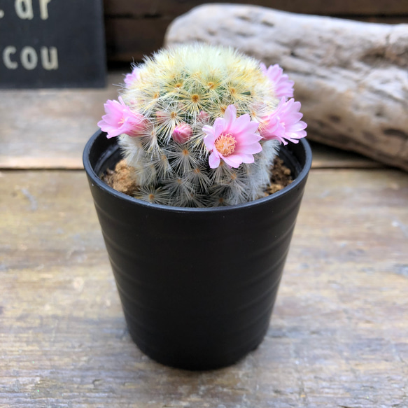 カルメナエ♡フワフワ♡花つき♡サボテン♡インテリア 1枚目の画像