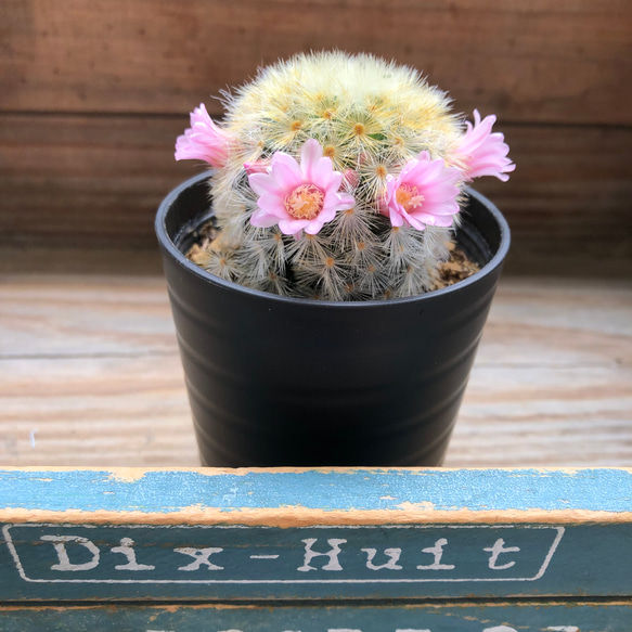 カルメナエ♡フワフワ♡花つき♡サボテン♡インテリア 17枚目の画像