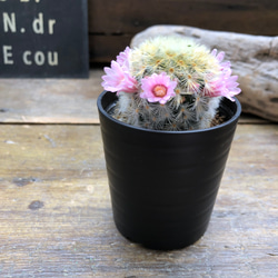 カルメナエ♡フワフワ♡花つき♡サボテン♡インテリア 18枚目の画像