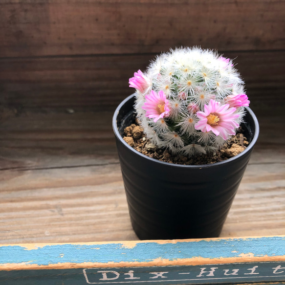 カルメナエ♡フワフワ♡花つき♡サボテン♡インテリア 5枚目の画像