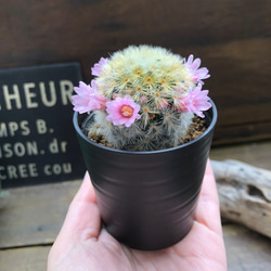 カルメナエ♡フワフワ♡花つき♡サボテン♡インテリア 7枚目の画像