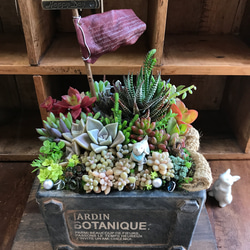 什器　多肉植物棚　ガーデン雑貨　インテリア雑貨 04ba92e5832d85a474d9afa9495497