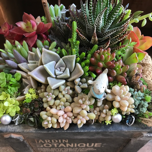 しあわせな、いちにち。⌘ 多肉植物 寄植え ⌘セダム＊アンティーク調