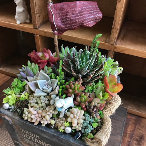 しあわせな、いちにち。⌘ 多肉植物 寄植え ⌘セダム＊アンティーク調