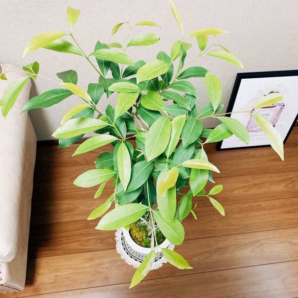 ［在庫］【希少】アマゾンオリーブ　観葉植物　レア　珍しい　室内　プラ鉢　 4枚目の画像