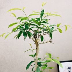 ［在庫］【希少】アマゾンオリーブ　観葉植物　レア　珍しい　室内　プラ鉢　 5枚目の画像