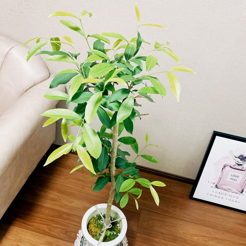 在庫］【希少】アマゾンオリーブ 観葉植物 レア 珍しい 室内 プラ鉢