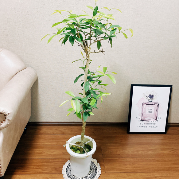 在庫］【希少】アマゾンオリーブ 観葉植物 レア 珍しい 室内