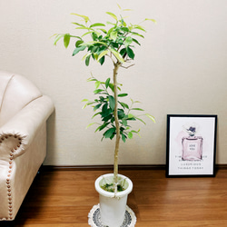 ［在庫］【希少】アマゾンオリーブ　観葉植物　レア　珍しい　室内　プラ鉢　 6枚目の画像