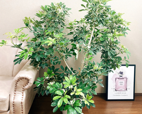 現品］【希少】シェフレラ ムーンドロップ レア 白斑 セラアート鉢 10