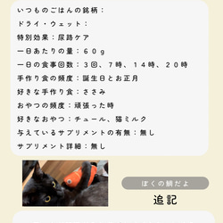 ペットの身分証明書【情報をデジタル保管できるレスキューカード】愛猫愛犬の写真でオリジナルデザインも限定販売中✨ 13枚目の画像