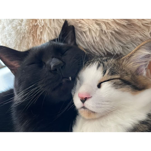 猫ぬいぐるみ）order made mix オーダーメイド猫ぬいぐるみ ぬいぐるみ