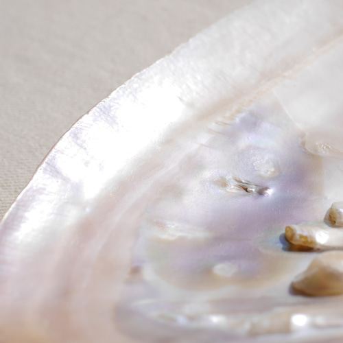 天然貝皿イケチョウガイ(池蝶貝)約16.1×11.4cm 淡水パール付きシェル