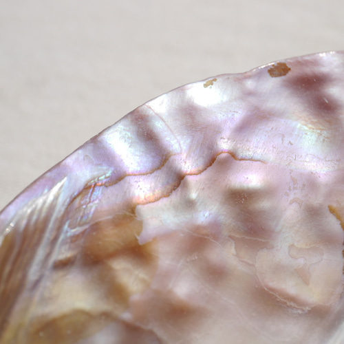 天然貝皿イケチョウガイ(池蝶貝)約16.1×11.4cm 淡水パール付きシェル