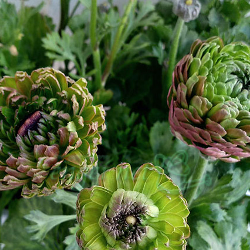 ラナンキュラス・セイレン＆アラクネJr.の寄せ植えA☆芽だし球根鉢植え