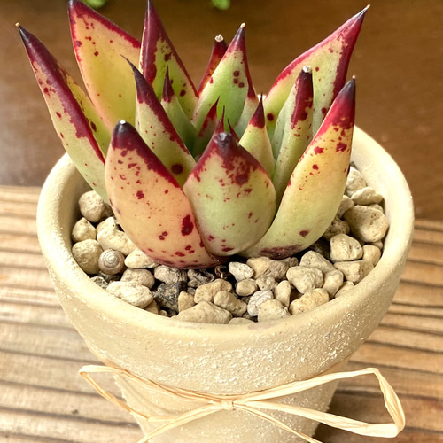 多肉植物エボニー韓国苗