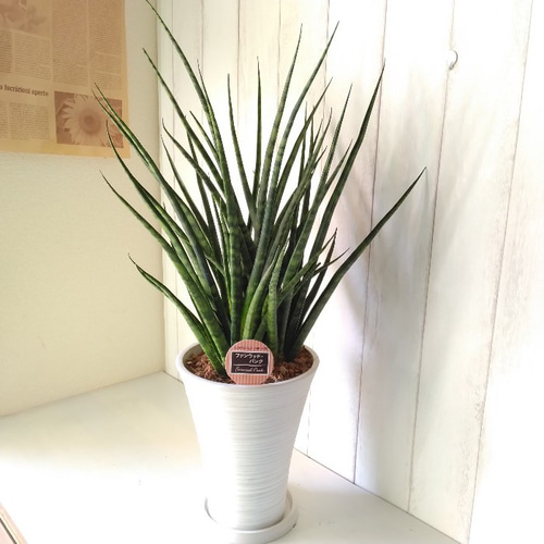 現品】珍しい希少種 サンスベリア【ファンウッドパンク】 観葉植物 7号