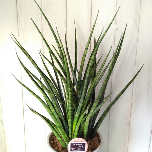 現品】珍しい希少種 サンスベリア【ファンウッドパンク】 観葉植物 7号