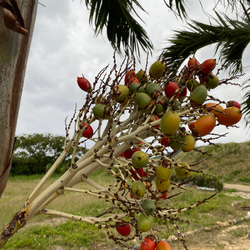 沖縄産　ビンロウヤシ（ビンロウジ、ベテルパーム、檳榔椰子）の種 20個 2枚目の画像