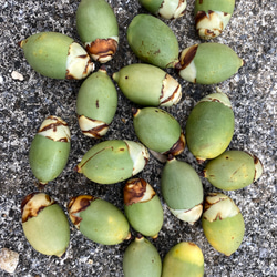 沖縄産　ビンロウヤシ（ビンロウジ、ベテルパーム、檳榔椰子）の種 20個 1枚目の画像