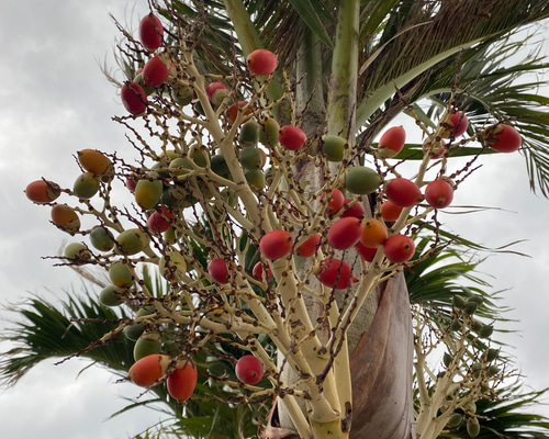 沖縄産 ビンロウヤシ（ビンロウジ、ベテルパーム、檳榔椰子）の種 お