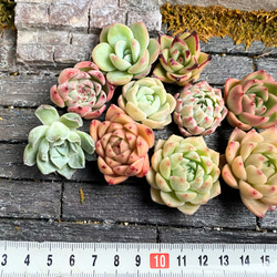 韓国苗 10個セット お買い得 多肉植物 寄せ植え 多肉植物