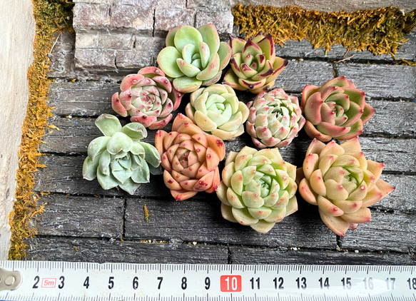 韓国苗 10個セット お買い得 多肉植物 寄せ植え 多肉植物 韓国苗 10個セット お買い得 多肉植物 寄せ植え 多肉植物