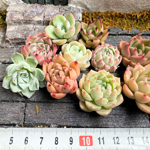 韓国苗 10個セット お買い得 多肉植物 寄せ植え 多肉植物 プクニク