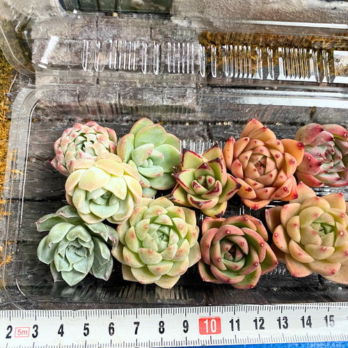 多肉植物 韓国苗 uki✴︎uki様 多肉植物 ホワイトアイス 抜き苗 韓国苗 - メルカリ