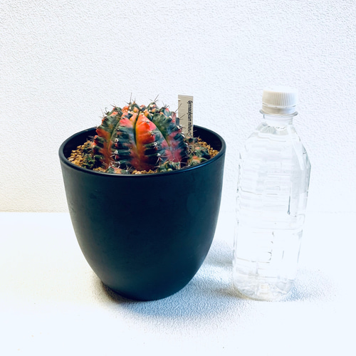 ギムノカリキウム ミハノビッチ 斑入り サボテン 抜き苗 目立と
