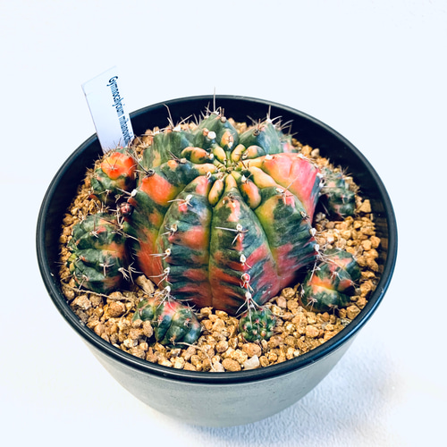 サボテン　菊水綴化　緋牡丹錦　天平丸　3株セット❗ s3サボテン ギムノカリキウム 緋牡丹錦ハイブリッド 100株セット